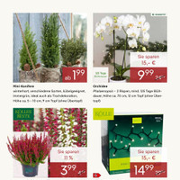 Pflanzen Kölle Prospekt - Blumen