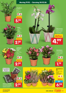 Netto Marken-Discount Prospekt - Angebote ab 19.10.