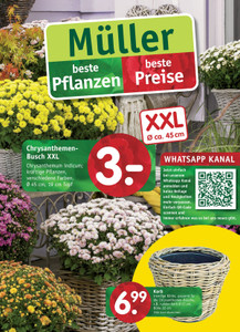 Gartencenter Müller Prospekt - Gartencenter Müller Chrysanthemen
