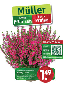 Gartencenter Müller Prospekt - Gartencenter Müller 