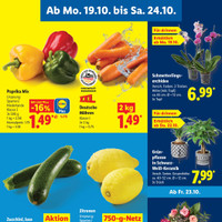 Lidl Prospekt - Blumen