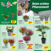 toom Baumarkt Prospekt - Blumen