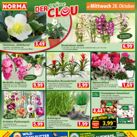 NORMA Prospekt - Blumen